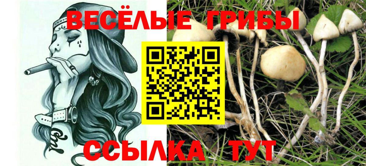 Галлюциногенные грибы Cubensis  Вход с VPN  Клинцы 